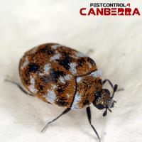 Beetle Control Canberra image 3
